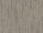 Smooth Oak (Himalaja)